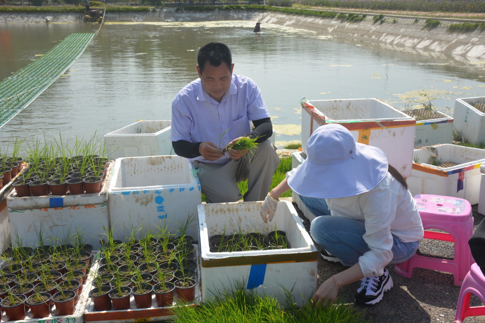 魚(yú)塘種稻,藏糧于&ldquo;水&rdquo;,稻漁綜合種養(yǎng)技術(shù)&ldquo;輕騎兵&rdquo;在行動(dòng)