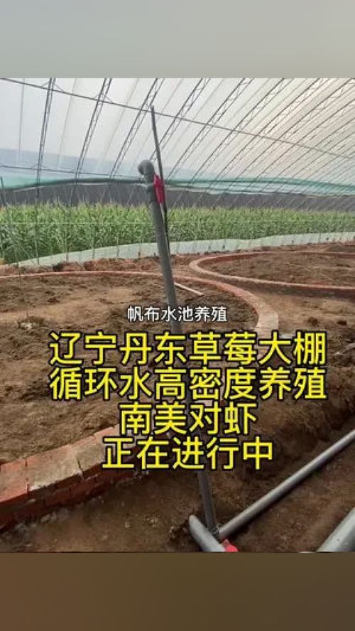 遼寧丹東草莓大棚 循環(huán)水高密度養(yǎng)殖 南美對蝦 正在進(jìn)行中 南美白對蝦 水產(chǎn)養(yǎng)殖 高密度養(yǎng)殖 水產(chǎn)養(yǎng)殖技術(shù) 對蝦養(yǎng)殖技術(shù)