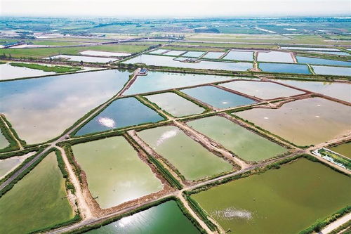 前進農場繪就 水上春耕圖