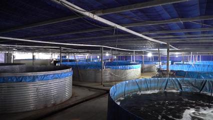 武漢海鮮陸養項目開工 年產石斑魚超50萬斤，推動水產養殖技術研發