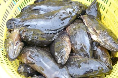 銀海區石斑魚豐收季 金虎、龍膽珍珠組團來“報到”，推動水產養殖技術新發展