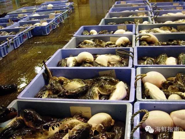 紅鰭東方鲀 美無度、禍無涯——水產養殖的雙刃劍